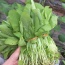 Cải xanh baby an toàn